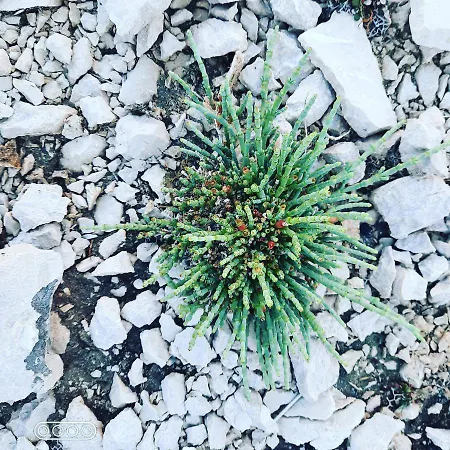 Splendid * Vlašići