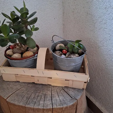 Splendid * Vlašići