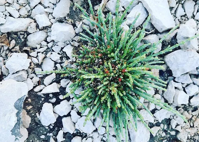 Splendid * Vlašići